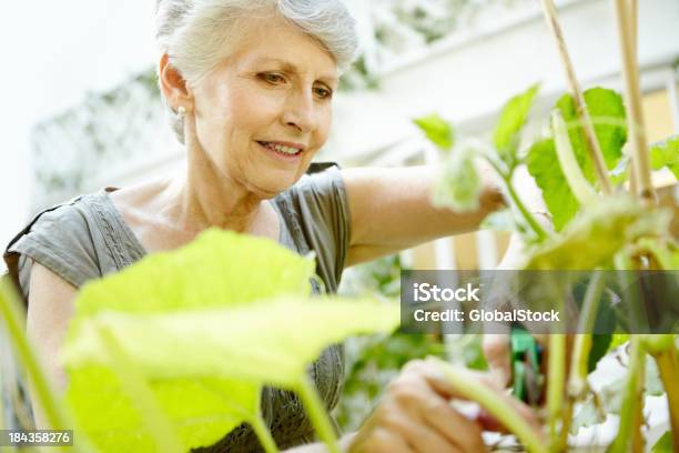 Senior Mujer Teniendo Cuidado De Plantas Foto de stock y más banco de imágenes de 60-69 años - 60-69 años, Adulto, Agarrar