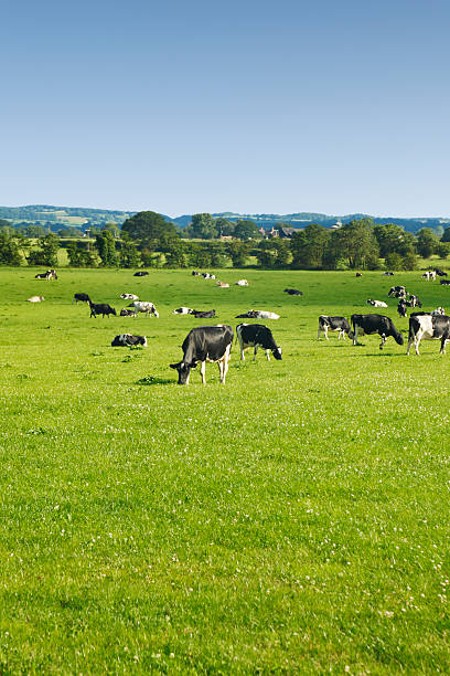 istock Cows grazing in an open country field 184358480