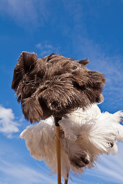 ostrich feathers as feather duster ostrich feathers as feather duster against the sky ostrich feather stock pictures, royalty-free photos & images