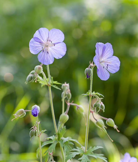 meadow bodziszek leśny (geranium pratense - geranium pratense zdjęcia i obrazy z banku zdjęć