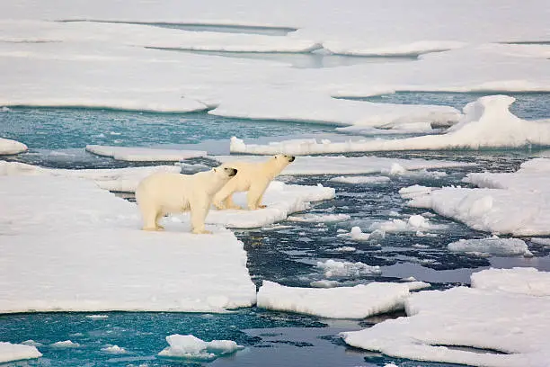 Two polar bears on pack ice. Symbolic for climate situation in the arctic. Symbol for endangered wildlife by global warming. The picture is taken between Franz Josef Land and North pole in the russian arctic. It is a mother with a 1 1/2 years old cub.
