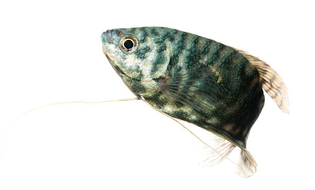 fish Trichogaster trichopterus sumatranus trichogaster trichopterus stock pictures, royalty-free photos & images