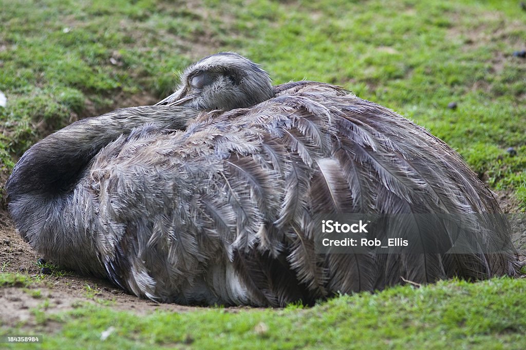 Greater Rhea - Lizenzfrei Argentinien Stock-Foto