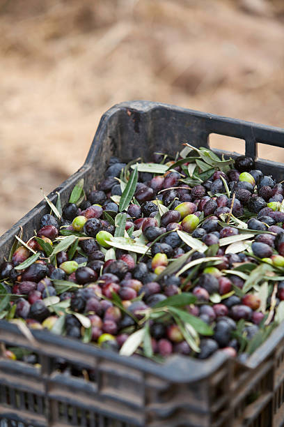 istock Basket of olives 184359241