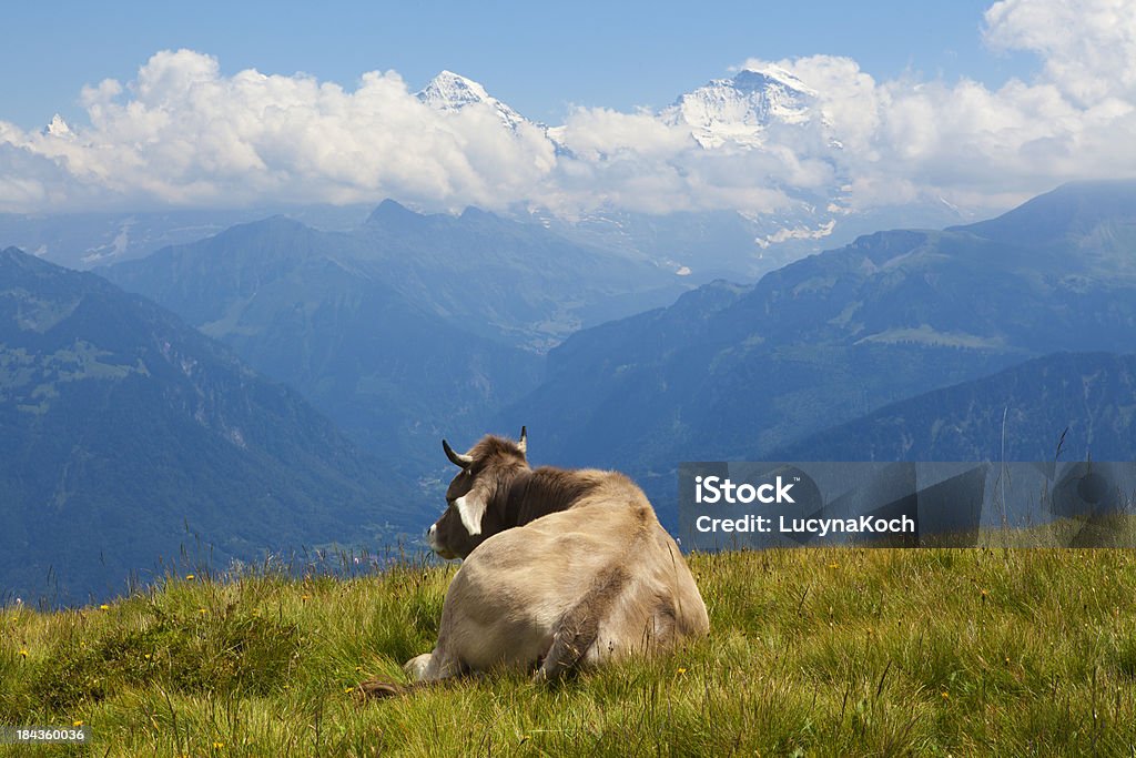 Schlafen-Rindsleder - Lizenzfrei Alpen Stock-Foto