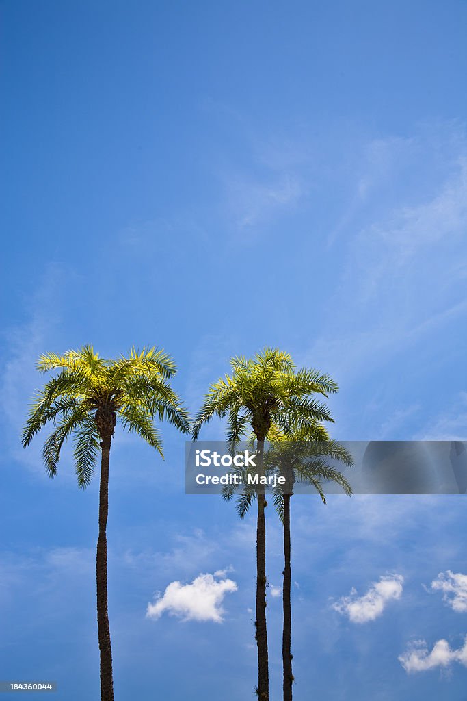 Árvores de Palma - Royalty-free Azul Turquesa Foto de stock