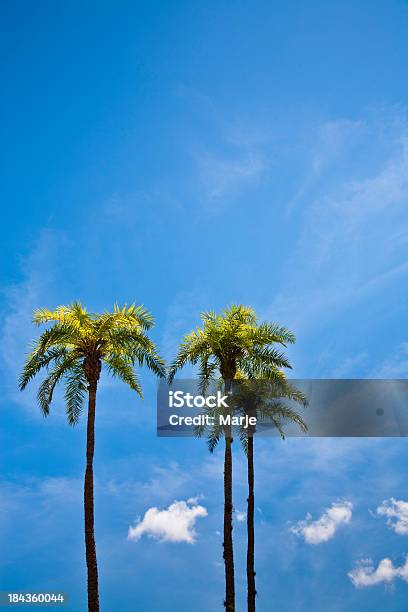 Árvores De Palma - Fotografias de stock e mais imagens de Azul Turquesa - Azul Turquesa, Espaço para Texto, Estados da Costa do Golfo