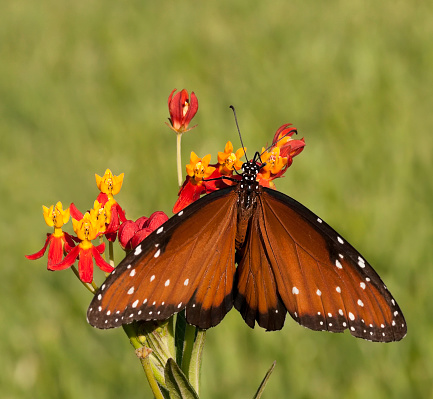 Queen Butterfly feeding on milkweed (Danaus gilippus)