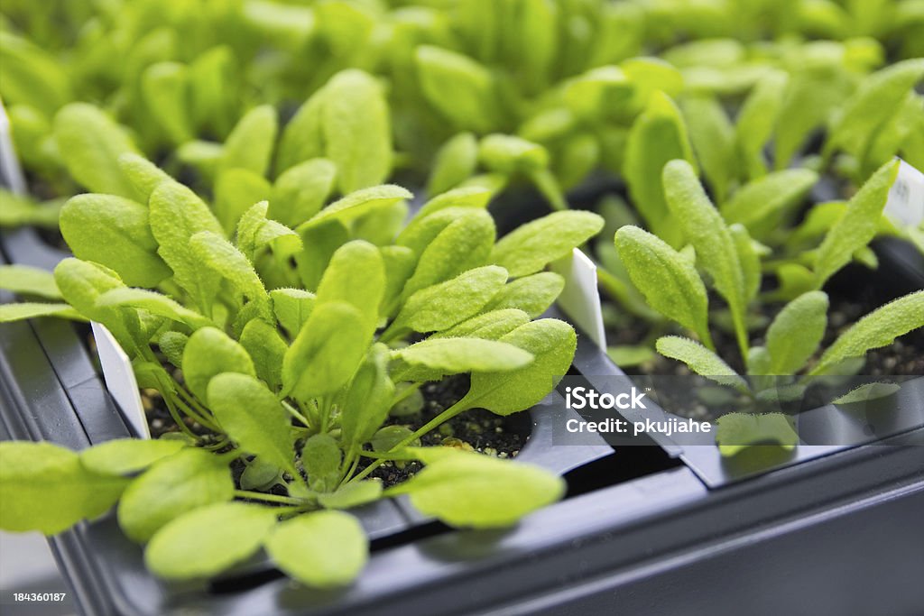 model plant in growth chamber Arabidopsis in growth chamber Plant Stock Photo