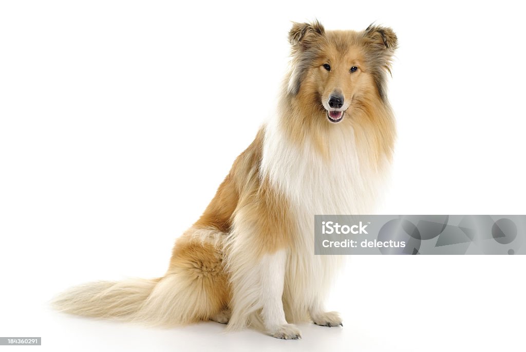 Sable And White Collie Stock Photo - Download Image Now - Animal, Animal Markings, Brown - iStock Sable And White Collie Stock Photo - Download Image Now - Animal, Animal Markings, Brown - iStock
