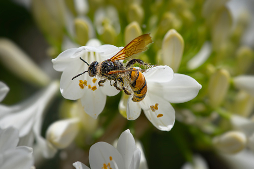 Detailed frontal closeup on a colorful yellow and red European hornet , Vespa crabro