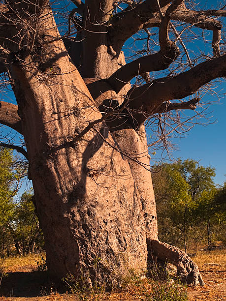istock Close up of Baobab 184360341