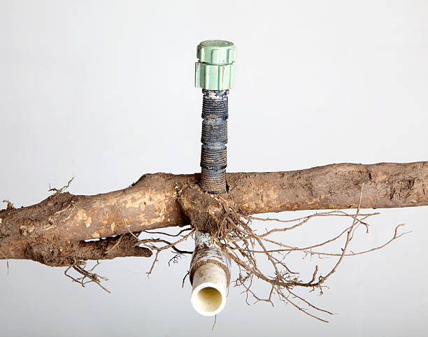 PVC Pipe engulfed by roots stock photo