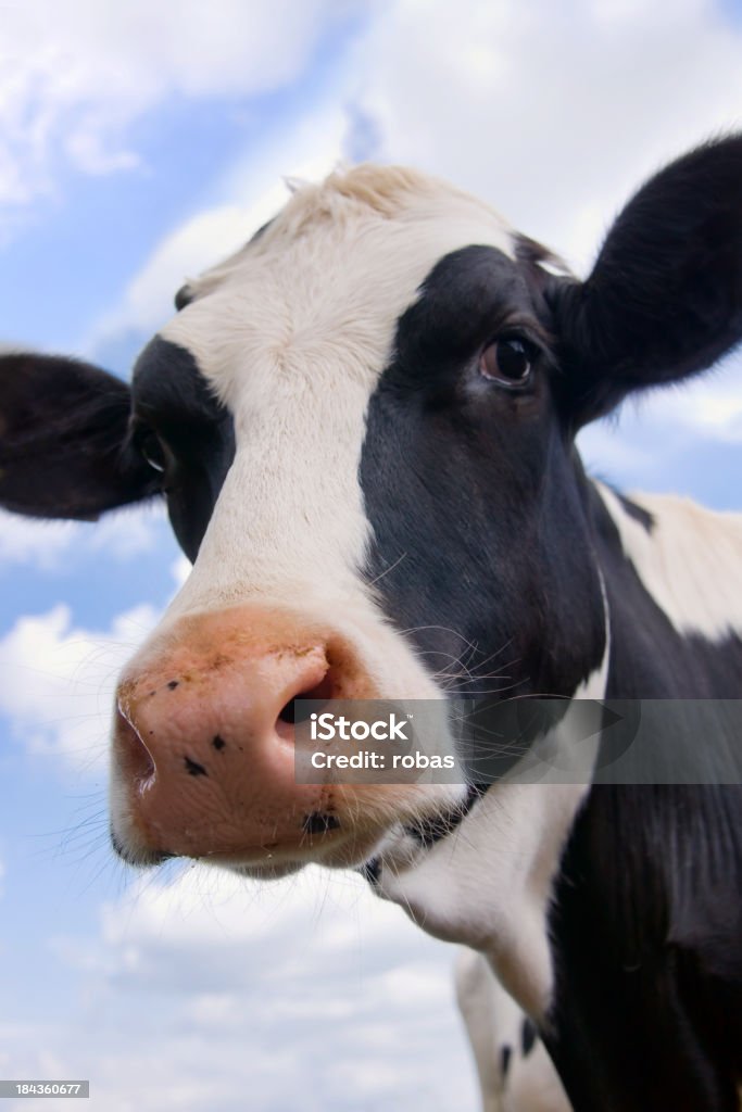 Curioso Vaca - Royalty-free Gado doméstico Foto de stock