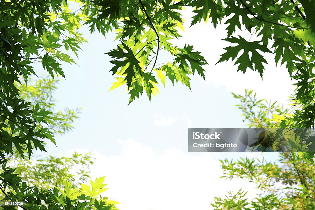 Floresta - Foto de stock de Arbusto royalty-free