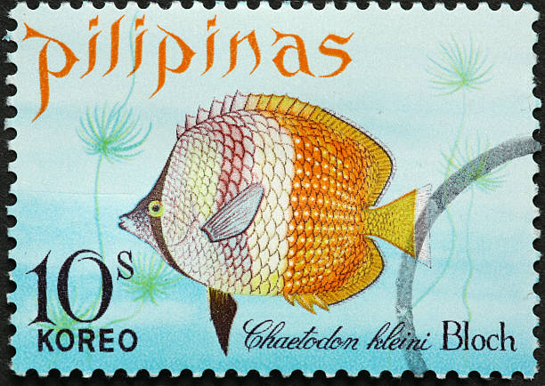 istock chaetodon kleinii , sunburst butterfly fish on a Philippines stamp 184361052