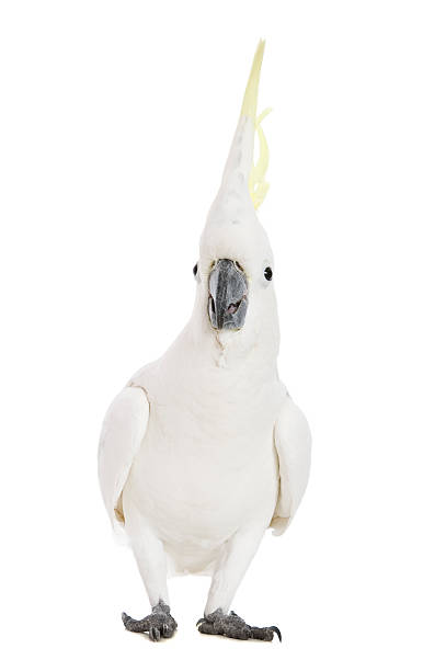 Cockatoo Emotions An alarmed Sulphur Crested Cockatoo. cockatoo stock pictures, royalty-free photos & images