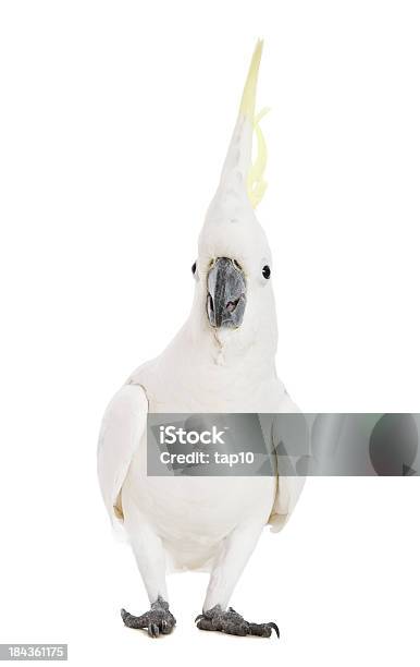 Cockatoo Emotions Stock Photo - Download Image Now - Cockatoo, Cut Out, Parrot