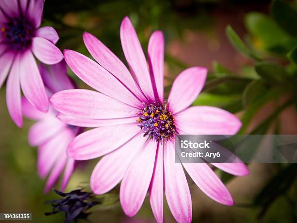 Viola Daisiers Al Sole - Fotografie stock e altre immagini di Ambientazione esterna - Ambientazione esterna, Composizione orizzontale, Famiglia delle margherite