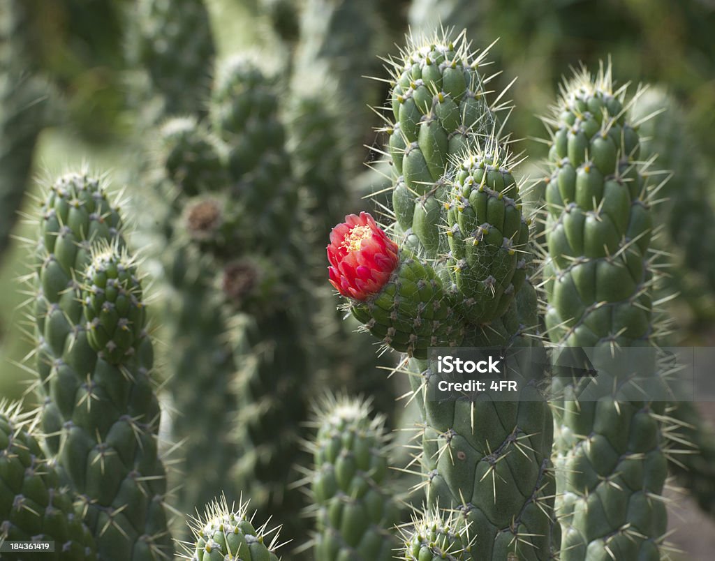 La bellezza della natura Cactus a fioritura (XXXL - Foto stock royalty-free di Cactus