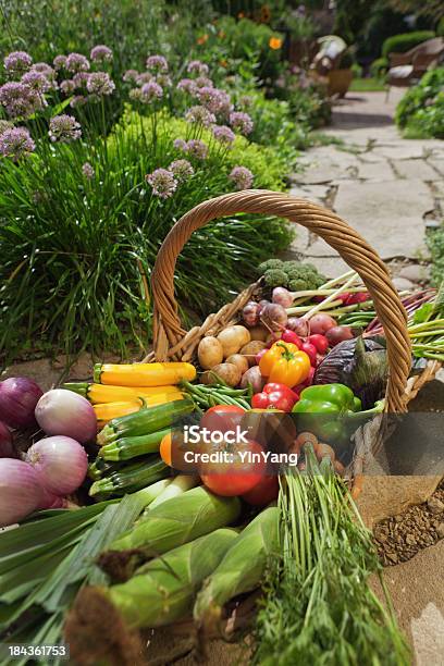 Photo libre de droit de Récolte Jardin De Légumes Bio Panier Jardinage De La Culture banque d'images et plus d'images libres de droit de Jardin potager