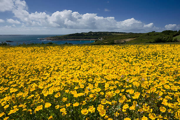 Field of yellow flowers on the Scilly Isles Taken on St Mary's in the summer looking towards the bay where the town is. The flowers look like marigolds. isles of scilly stock pictures, royalty-free photos & images