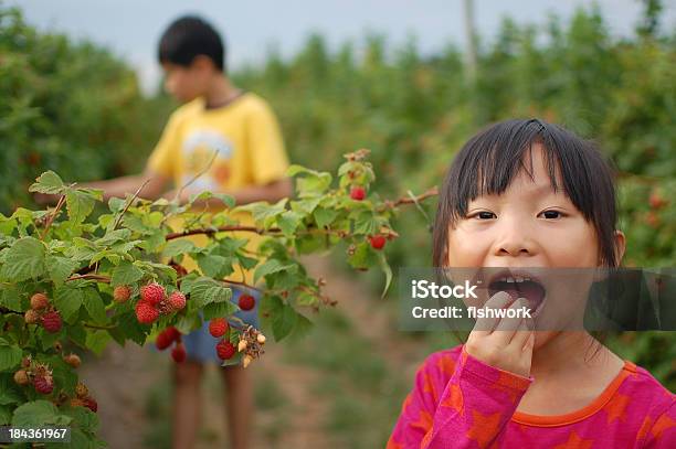 Mangiare Fresco - Fotografie stock e altre immagini di Frutti di bosco - Frutti di bosco, Raccogliere frutta, Bambino