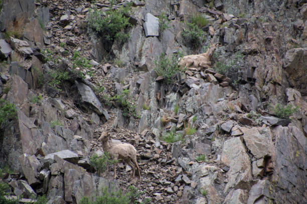 istock Big Horn sheep on a cliff with loose rock 1843620099