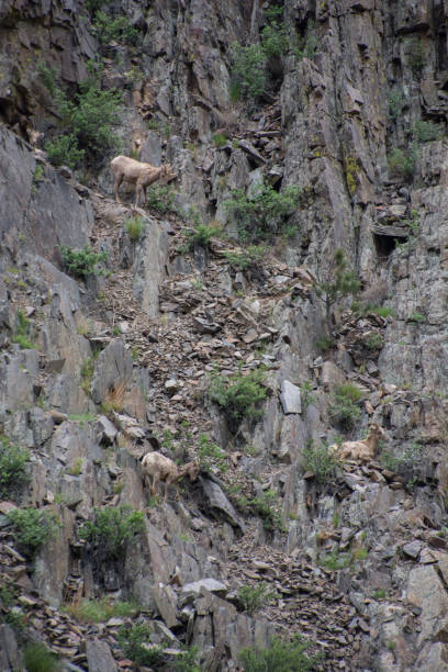 istock Big Horn sheep on a cliff with loose rock 1843620334