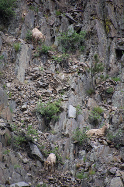 istock Big Horn sheep on a cliff with loose rock 1843620354