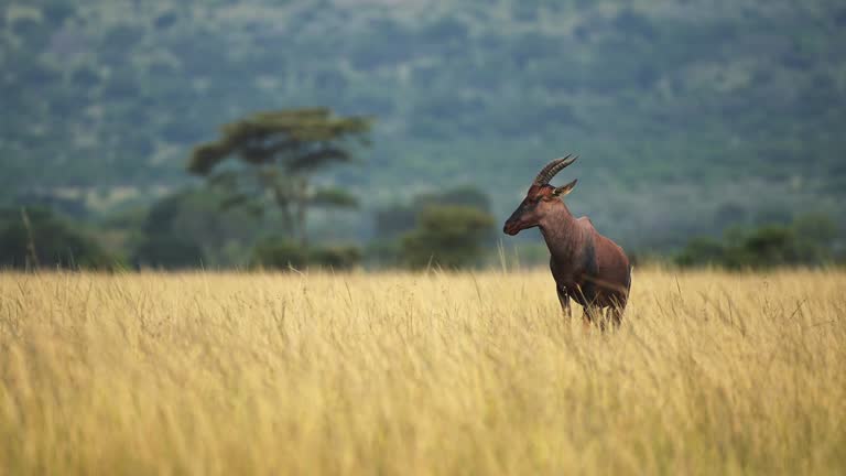 Topi standing alone in wide open plains of africa nature wilderness, African Wildlife in Maasai Mara National Reserve, Kenya, Africa Safari Animals in Masai Mara North Conservancy