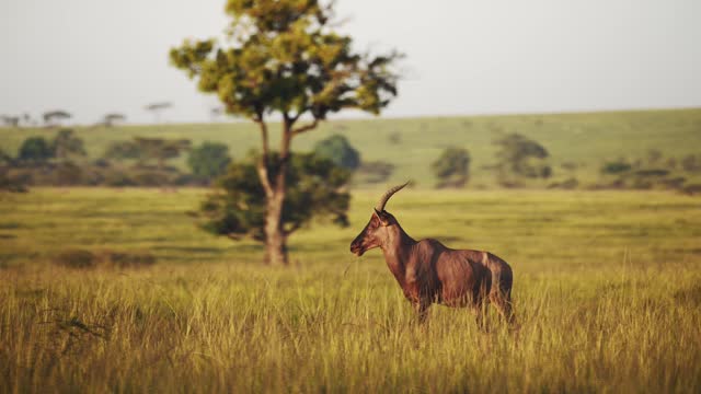 Topi standing in luscious green african savannah landscape surrounded by tall grass grassland, Wildlife in Maasai Mara National Reserve, Kenya, Africa Safari Animals in Masai Mara North Conservancy