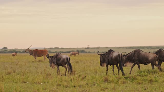 Slow Motion of African Wildlife of Wildebeest Herd Walking, Masai Mara Safari Animals in Savannah Plains Grassland Landscape Scenery Under Dramatic Orange Sunset Sky and Clouds in Savanna in Kenya
