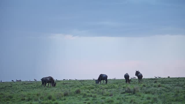 Wildebeest Herd in Rainy Season Rain Storm Under Dramatic Clouds and Sky in Torrential Downpour, Great Migration in Africa from Kenya Tanzania, African Wildlife Safari Animals Grazing on Grass