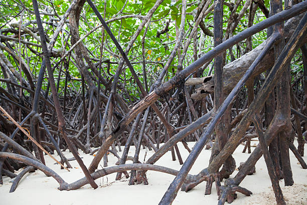 istock Mangrove on tropical island, Philippines 184362429