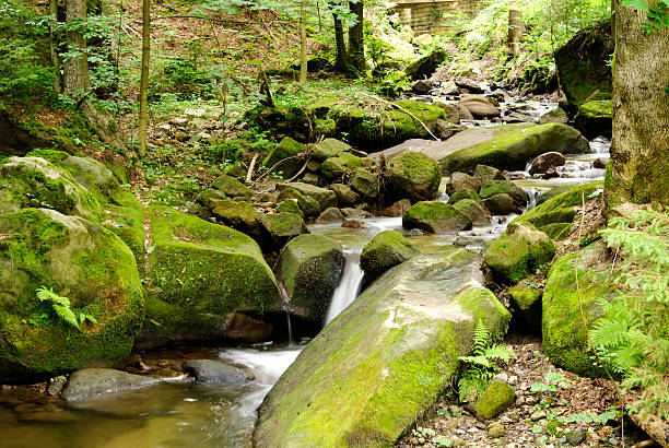istock River valley in the National Park 184362455