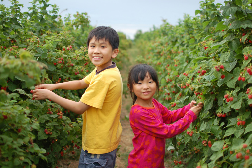 Little girl picking raspberries with her brother