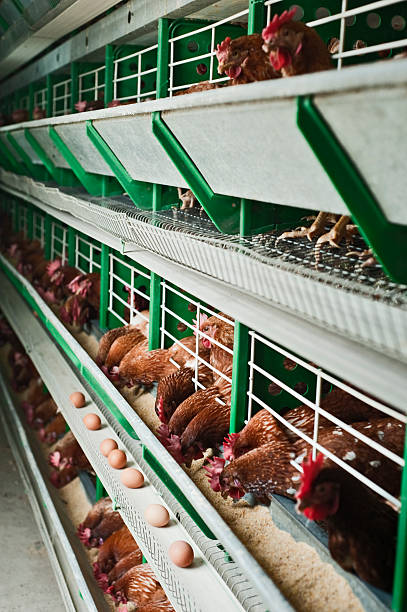 Chickens at the Perdue factory laying fresh eggs stock photo