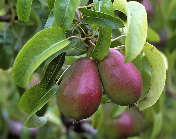 Anjou Pears Growing on the Tree stock photo