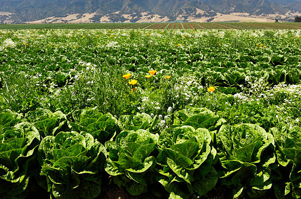 istock Field of Organic Jericho Romaine Lettuce 184362788