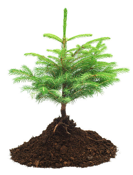 istock Pine tree on pile of dirt isolated 184362818