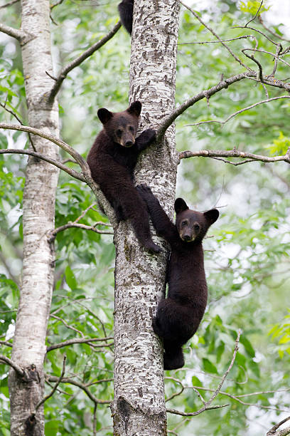 black bear cubs - raubtierjunges stock-fotos und bilder