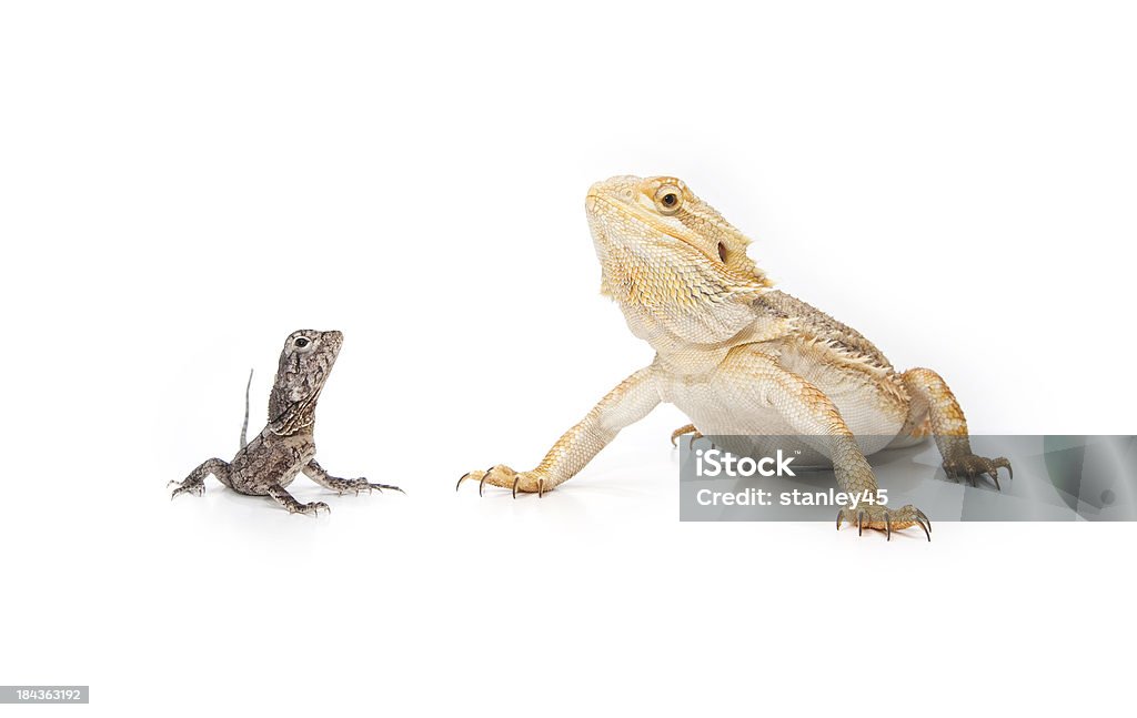 Two Reptiles, sitting together Frilled-neck Dragon and Bearded Dragon Bearded Dragon Stock Photo