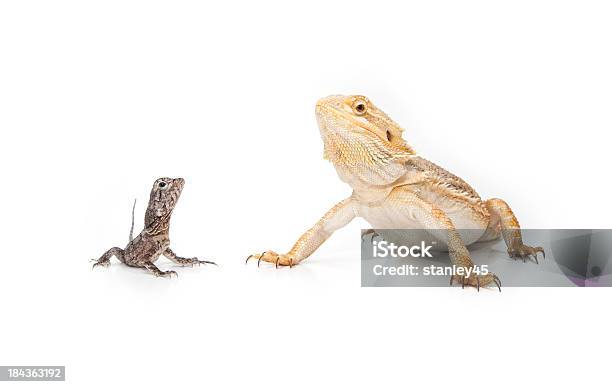 Two Reptiles Sitting Together Stock Photo - Download Image Now - Bearded Dragon, Animal, Animal Themes