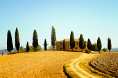Farmhouse and Cypress Trees