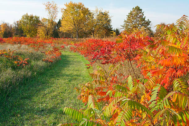 istock Path to Woodland in Autumn 184363285