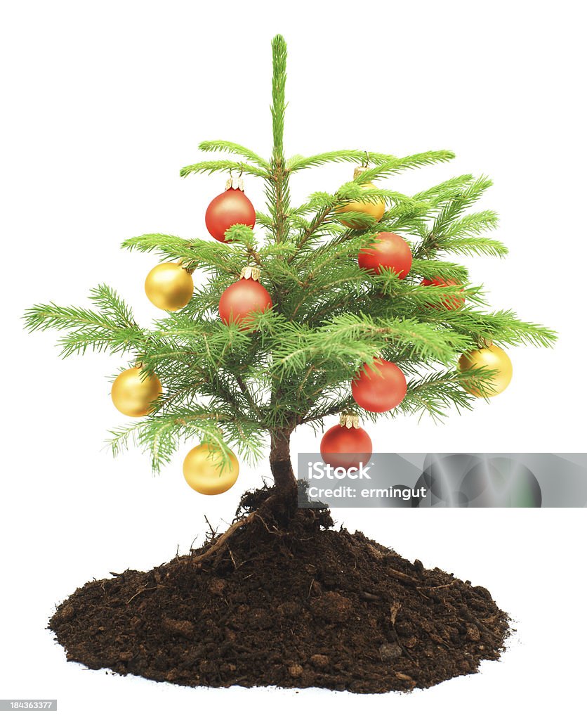 Pequeña árbol de Navidad en pila de tierra Aislado en blanco - Foto de stock de Abeto libre de derechos