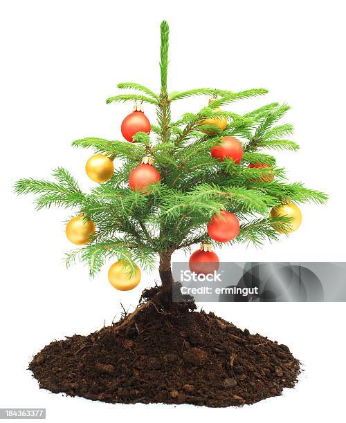 Pequeña Árbol De Navidad En Pila De Tierra Aislado En Blanco Foto de stock y más banco de imágenes de Abeto