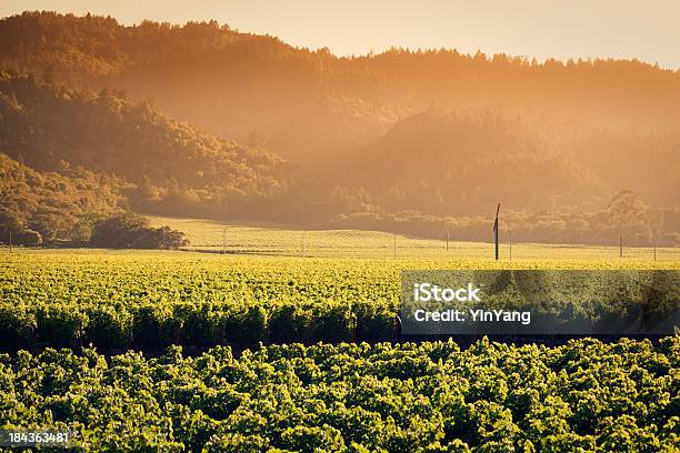 Wine Country Napa Valley Vineyard At Sunset Stock Photo - Download Image Now - Agricultural Field, Agriculture, California