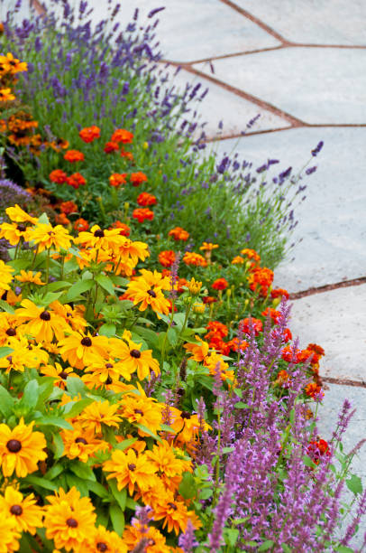 istock Colorful flower bed next to slate path 184363581